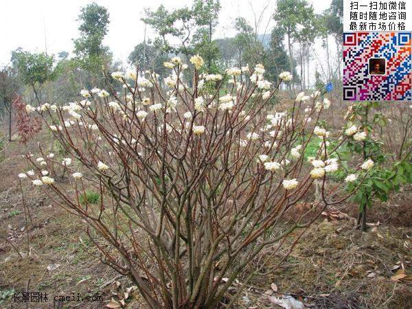 結香花,白花樹