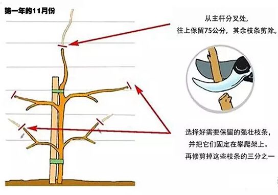 如何修剪紫藤讓其長(zhǎng)成自己想要的造型