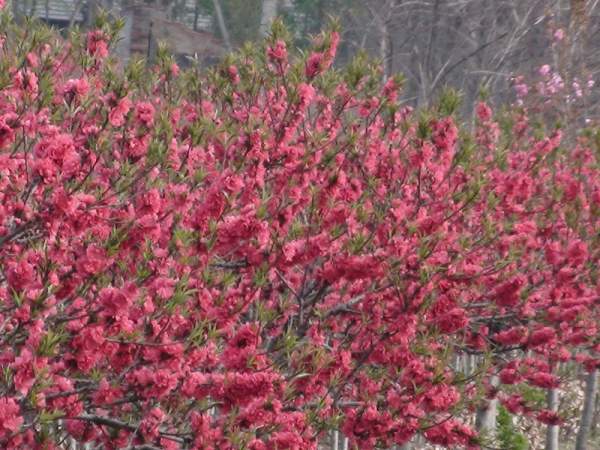 沭陽(yáng)紅葉碧桃樹