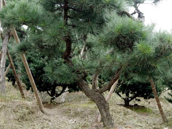 黑松樹基地底價直銷黑松樹苗