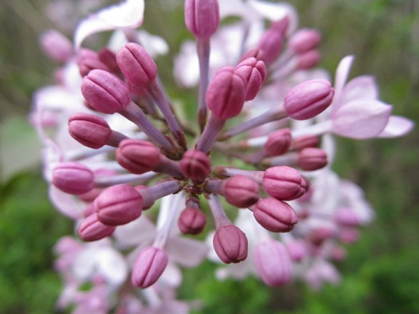 丁香花未開(kāi)的花蕾