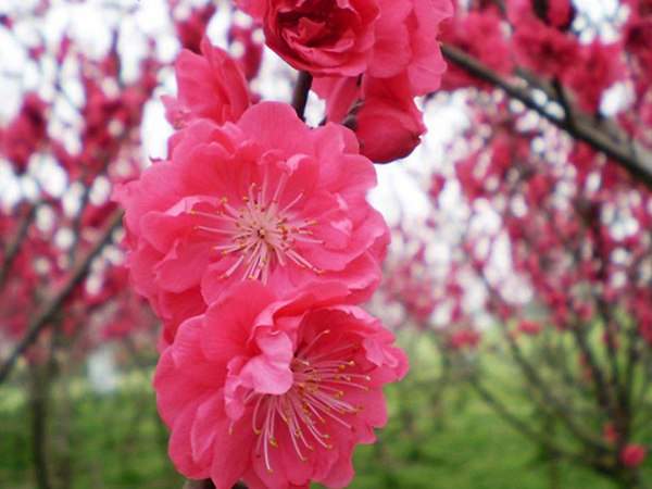 紅梅花一般什么時(shí)候開花？