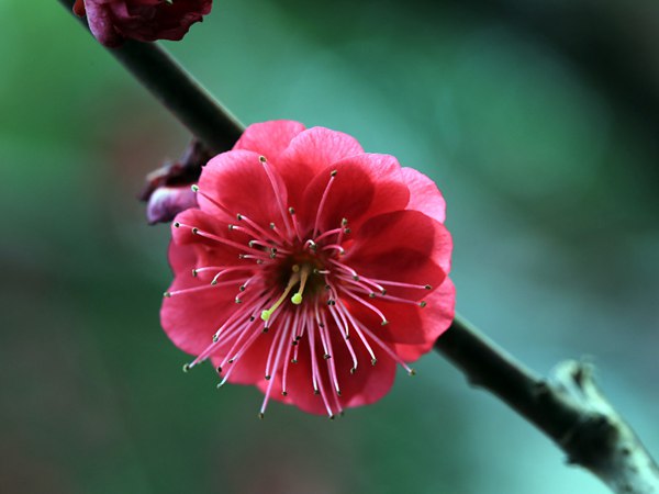 紅梅花一般什么時(shí)候開花？