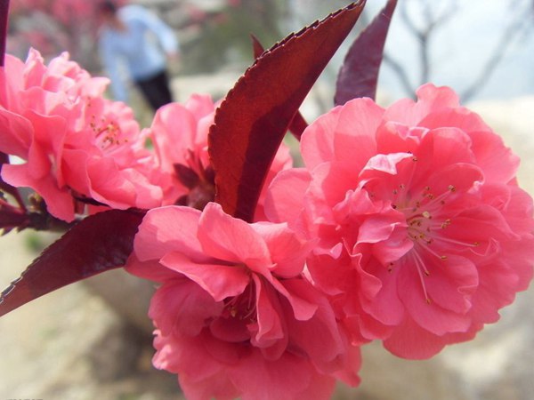 紅葉碧桃花期有多長，幾月份開花？