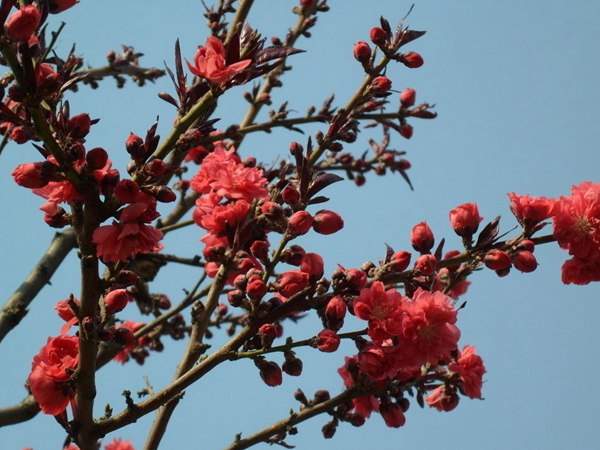 紅葉碧桃花期有多長，幾月份開花？