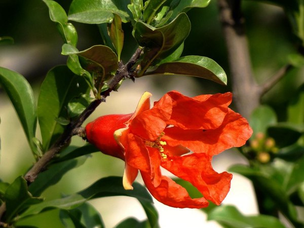 花石榴的花期、果期是什么時(shí)候