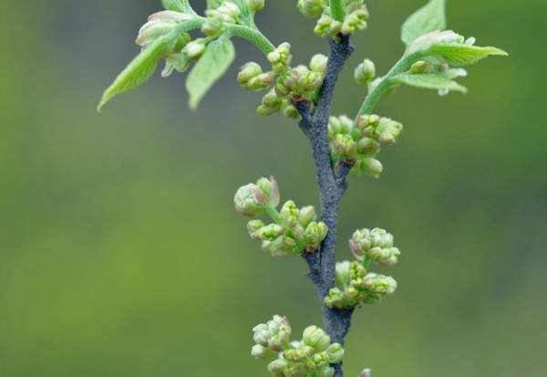 樸樹(shù)花