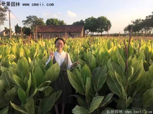 低價格，高質(zhì)量的美人蕉