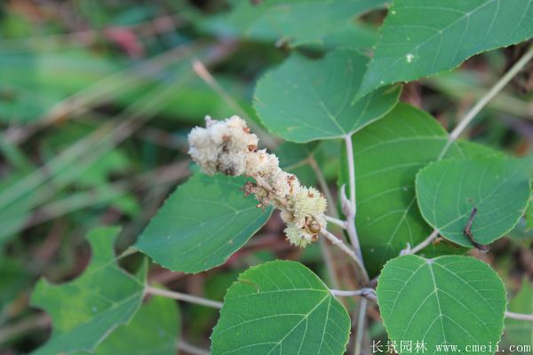 紅烏桕圖片紅烏桕基地實拍