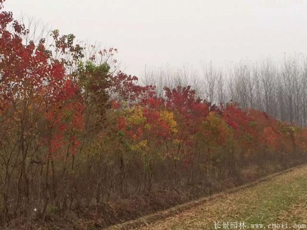 烏柏樹圖片烏柏樹苗木基地實拍