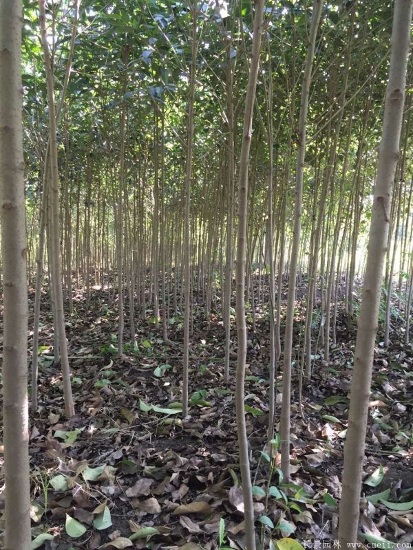 大葉女貞圖片大葉女貞基地實拍