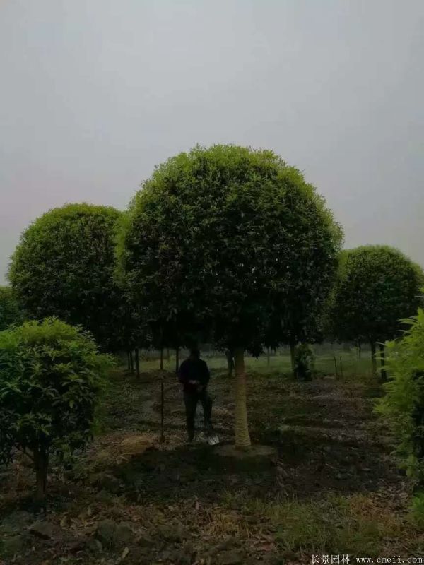 桂花樹圖片桂花樹基地實拍