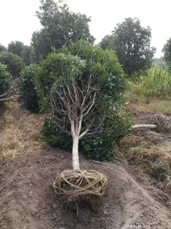 桂花樹圖片桂花樹基地實拍