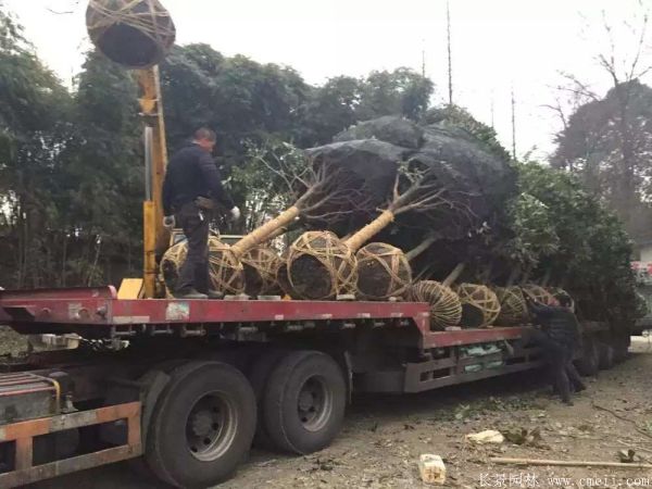 桂花樹圖片桂花樹基地實拍