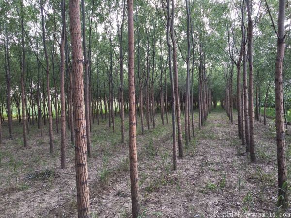 饅頭柳圖片饅頭柳基地實拍