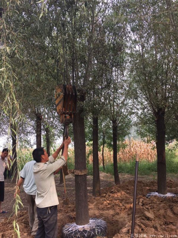 饅頭柳圖片饅頭柳基地實拍