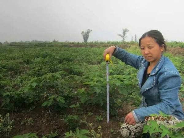 構樹苗圖片構樹小苗基地實拍