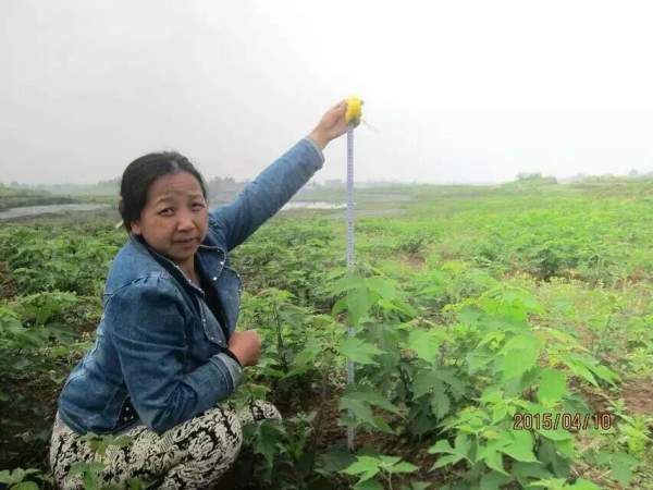 構樹苗圖片構樹小苗基地實拍