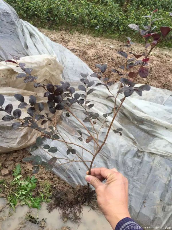 紅花繼木圖片基地實拍