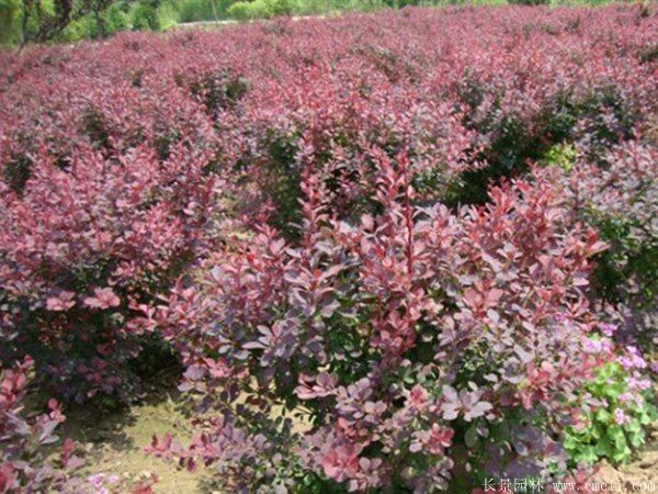 紅葉小檗圖片基地實拍