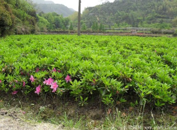 春鵑圖片基地實拍