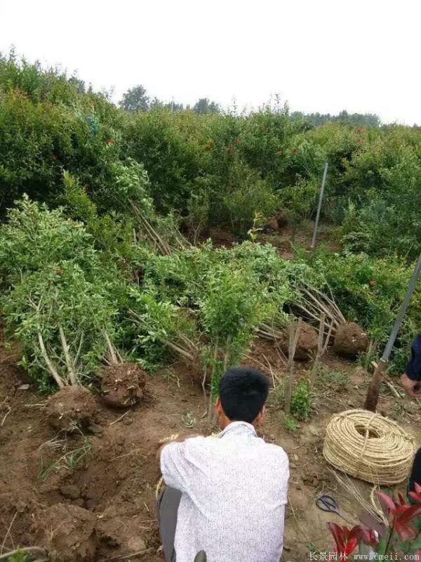 花石榴圖片基地實拍