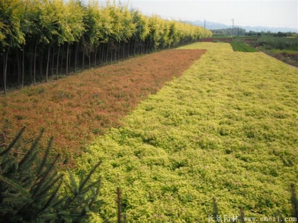 繡線菊圖片基地實拍