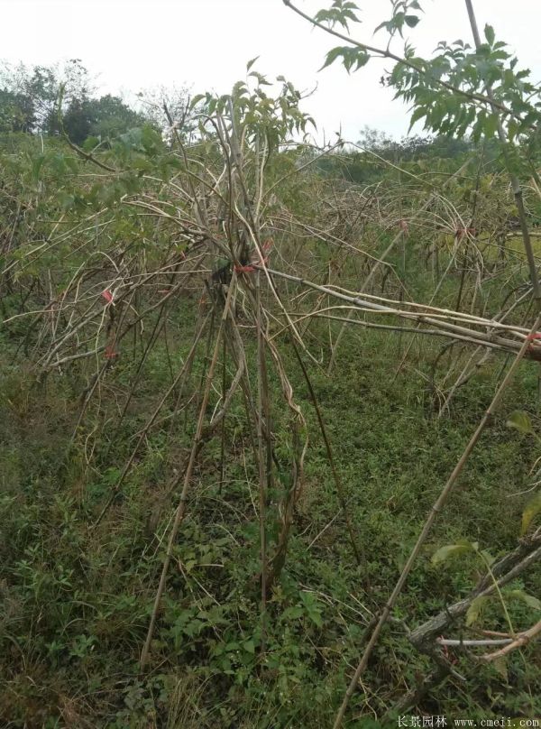 凌霄花苗圖片基地實拍