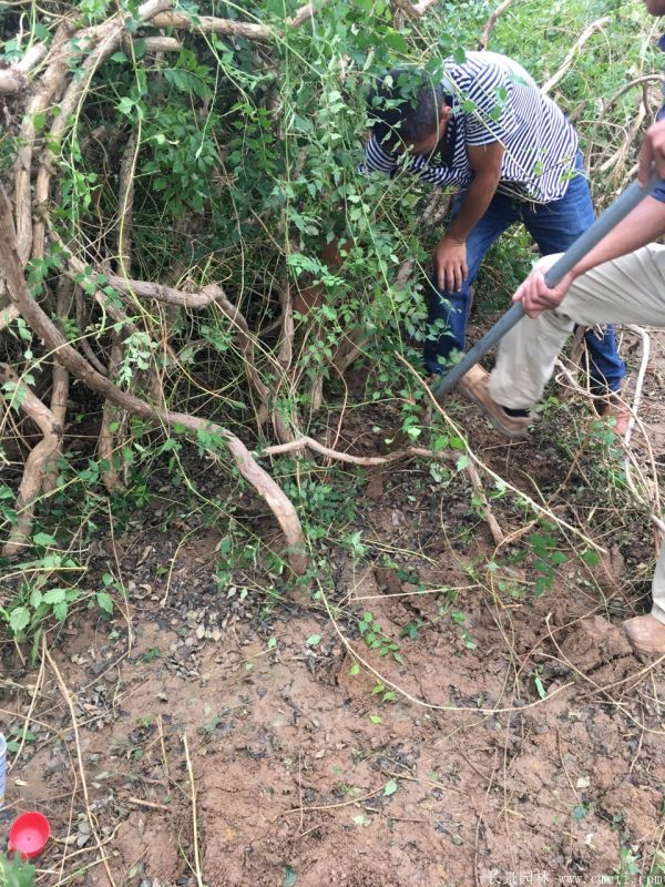 凌霄花苗圖片基地實拍