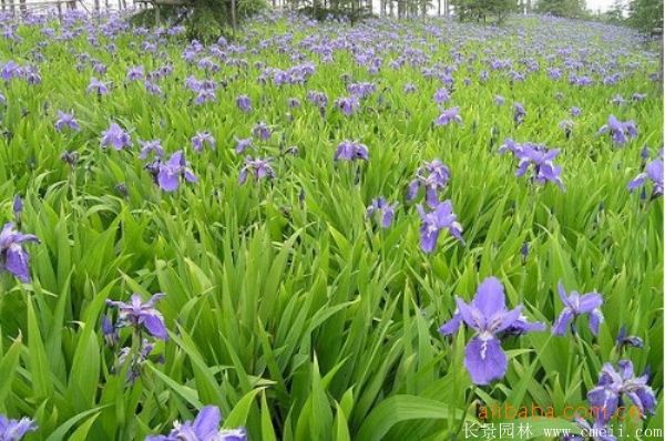 鳶尾蘭基地實拍圖片