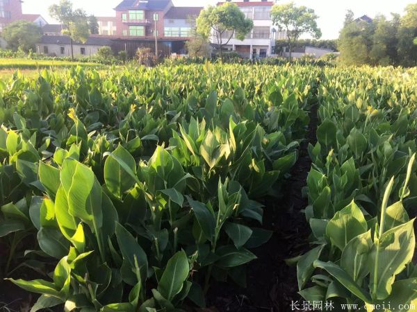 大花美人蕉基地實拍圖片