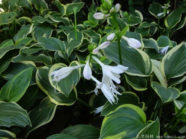 花葉玉簪基地實拍圖片