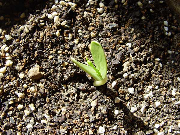 銀合歡種子發芽出苗圖片