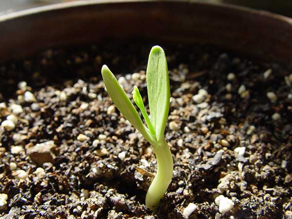 銀合歡種子發芽出苗圖片