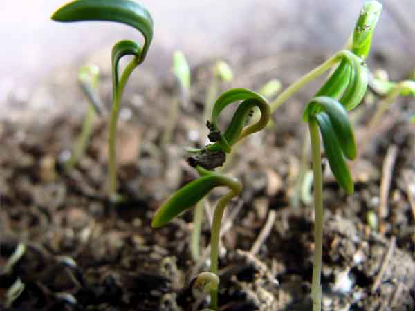 石榴種子發芽出苗圖片