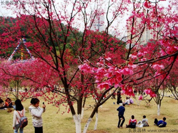 櫻花種子出苗發芽圖片