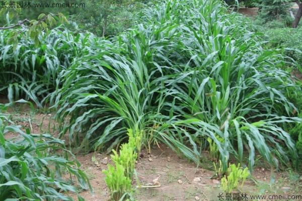 墨西哥玉米草種子發芽出苗圖片