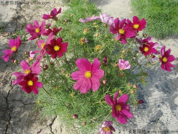 波斯菊種子發芽出苗開花圖片