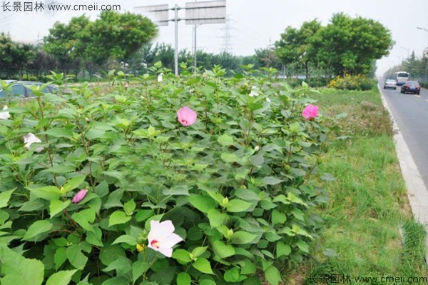 大花秋葵種子發芽出苗開花圖片