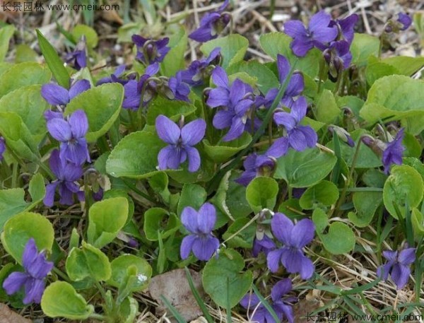 紫花地丁種子發芽出苗開花圖片