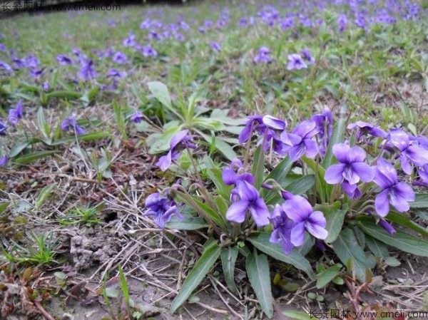 紫花地丁種子發芽出苗開花圖片