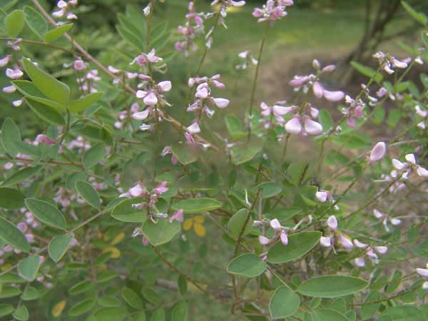 多花木蘭種子發芽出苗圖片