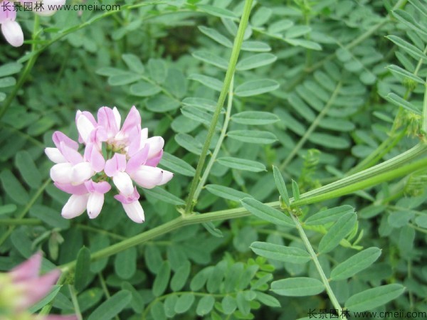 小冠花種子發芽出苗開花圖片