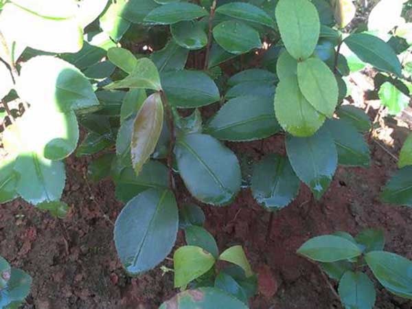 茶花種子發芽出苗開花圖片