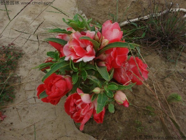 鳳仙花種子發芽出苗開花圖片