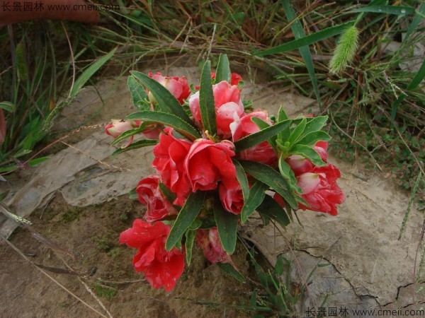 鳳仙花種子發芽出苗開花圖片