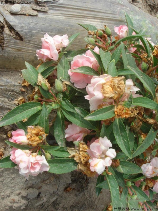 鳳仙花種子發芽出苗開花圖片