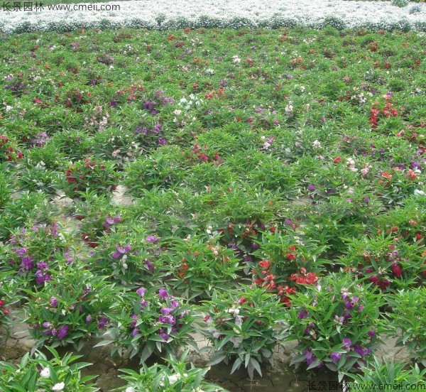 鳳仙花種子發芽出苗開花圖片