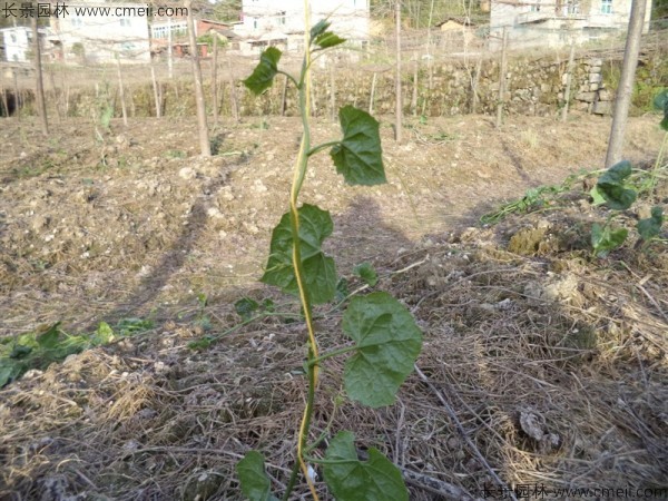 瓜蔞種子發芽出苗基地圖片