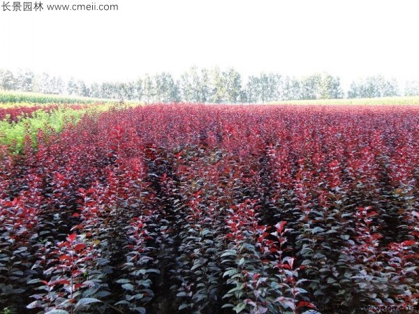 紅葉李種子發芽出苗圖片